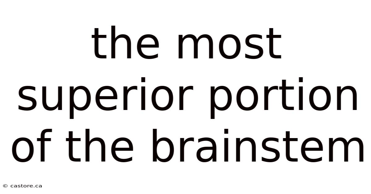 The Most Superior Portion Of The Brainstem