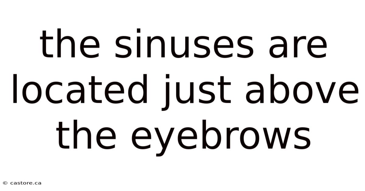 The Sinuses Are Located Just Above The Eyebrows