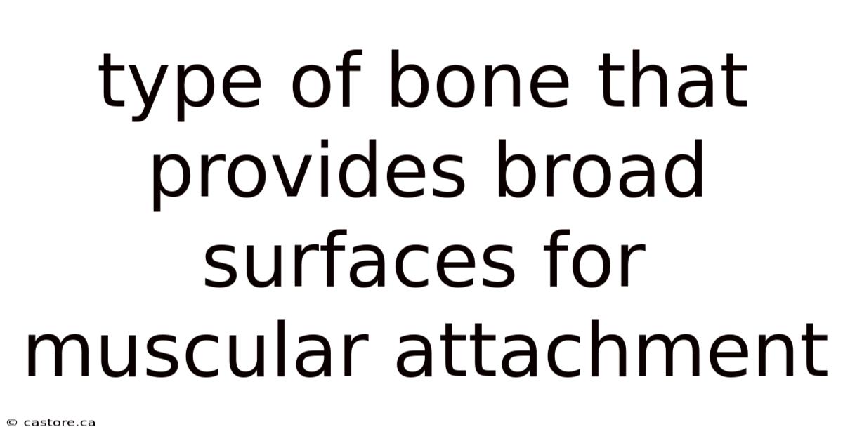 Type Of Bone That Provides Broad Surfaces For Muscular Attachment