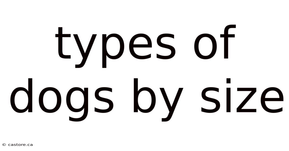 Types Of Dogs By Size