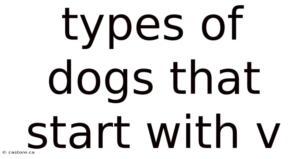 Types Of Dogs That Start With V