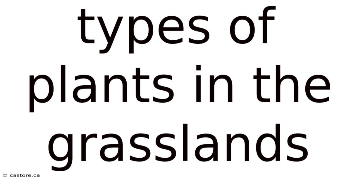 Types Of Plants In The Grasslands