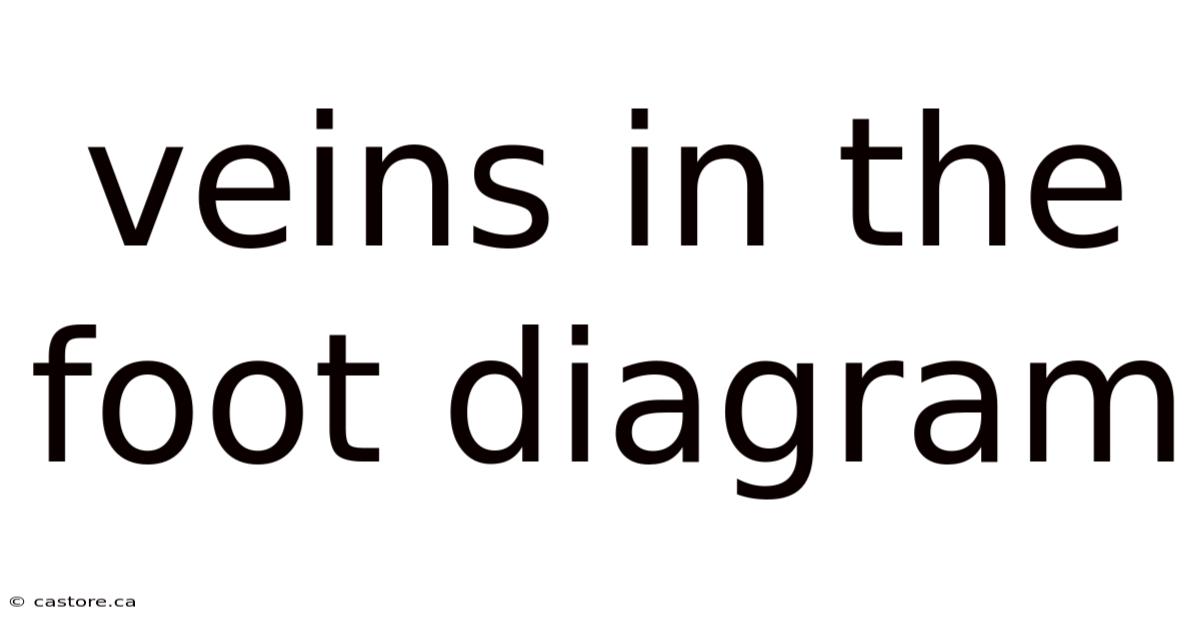 Veins In The Foot Diagram