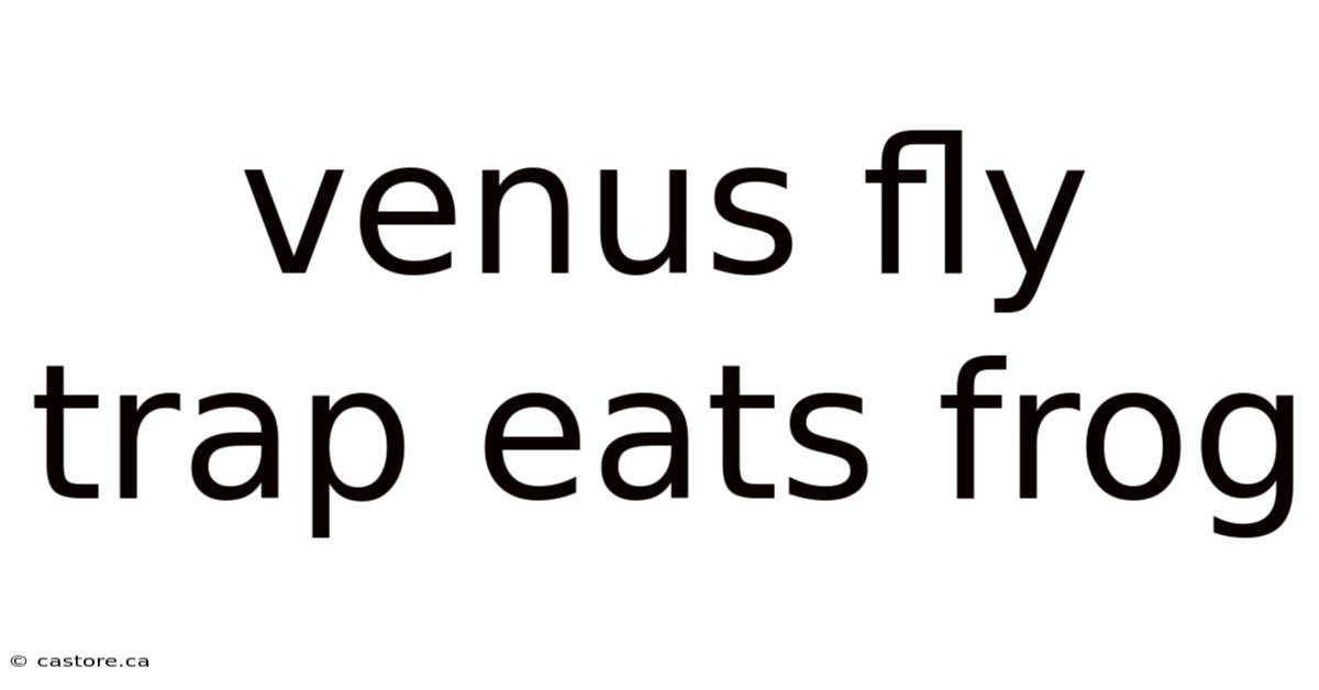 Venus Fly Trap Eats Frog