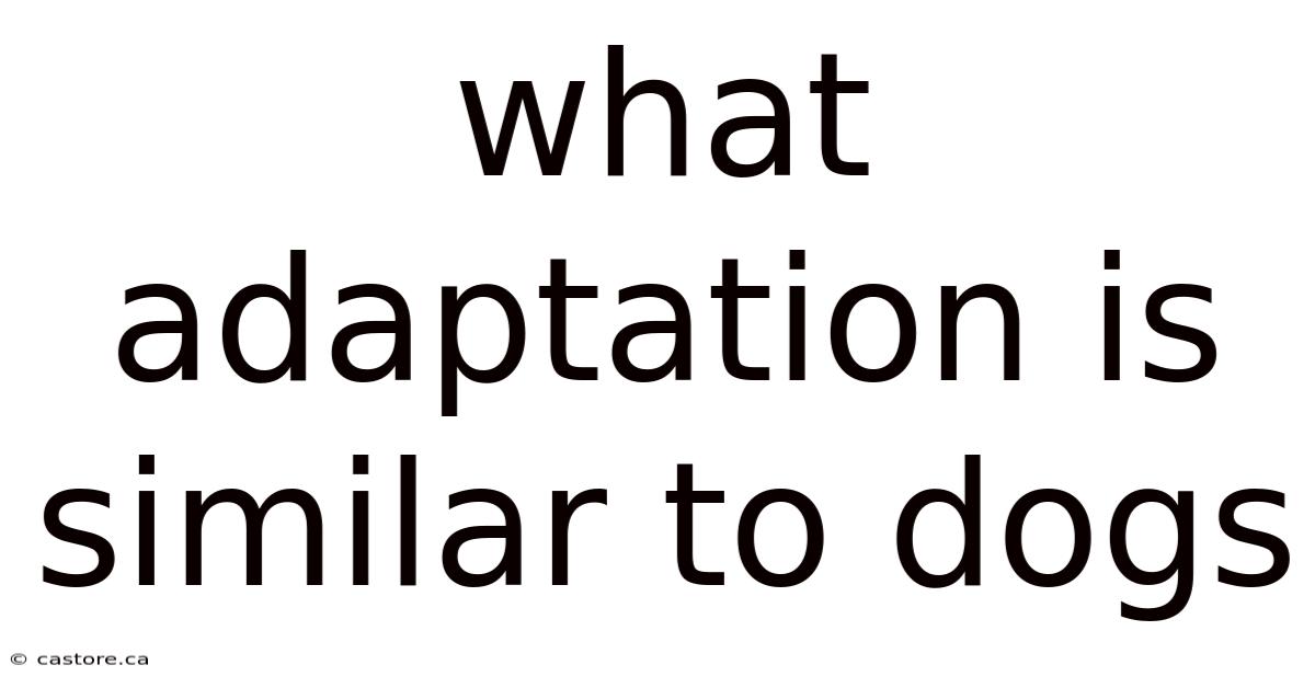 What Adaptation Is Similar To Dogs