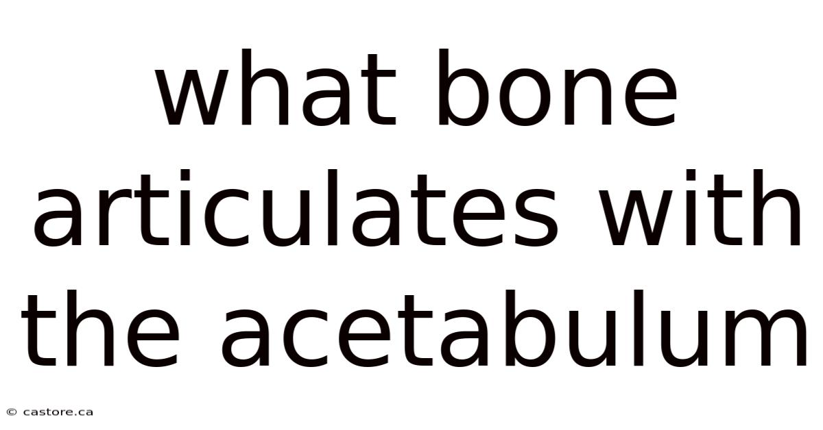 What Bone Articulates With The Acetabulum