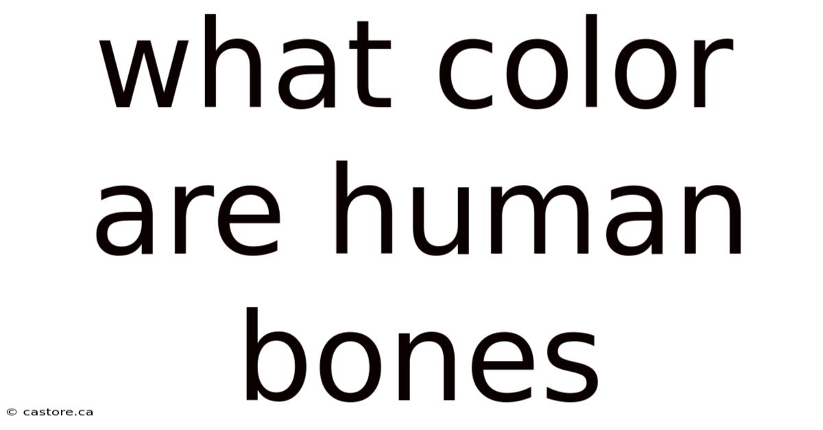 What Color Are Human Bones