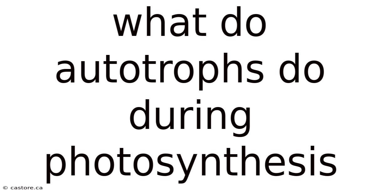 What Do Autotrophs Do During Photosynthesis