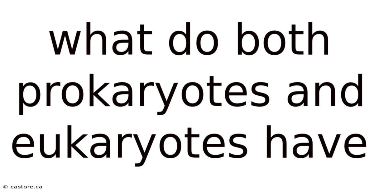 What Do Both Prokaryotes And Eukaryotes Have