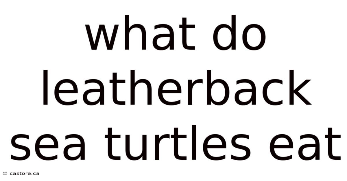 What Do Leatherback Sea Turtles Eat