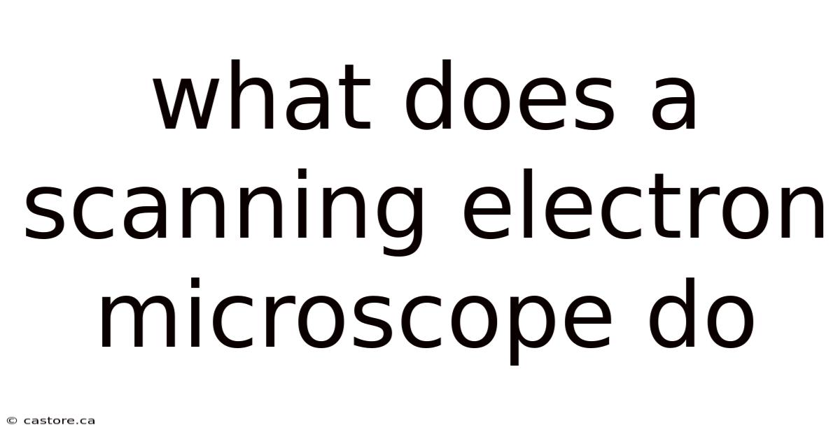 What Does A Scanning Electron Microscope Do