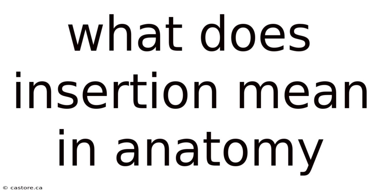 What Does Insertion Mean In Anatomy