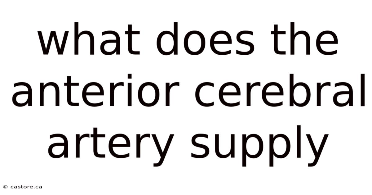 What Does The Anterior Cerebral Artery Supply
