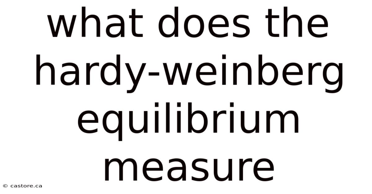 What Does The Hardy-weinberg Equilibrium Measure
