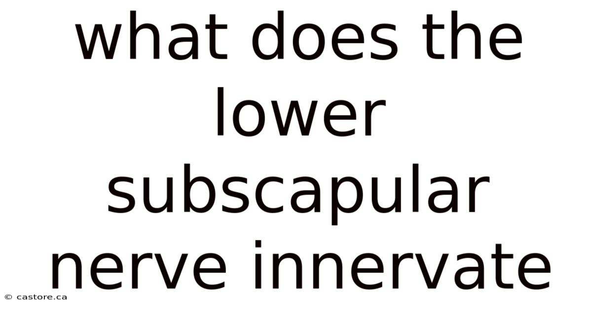 What Does The Lower Subscapular Nerve Innervate