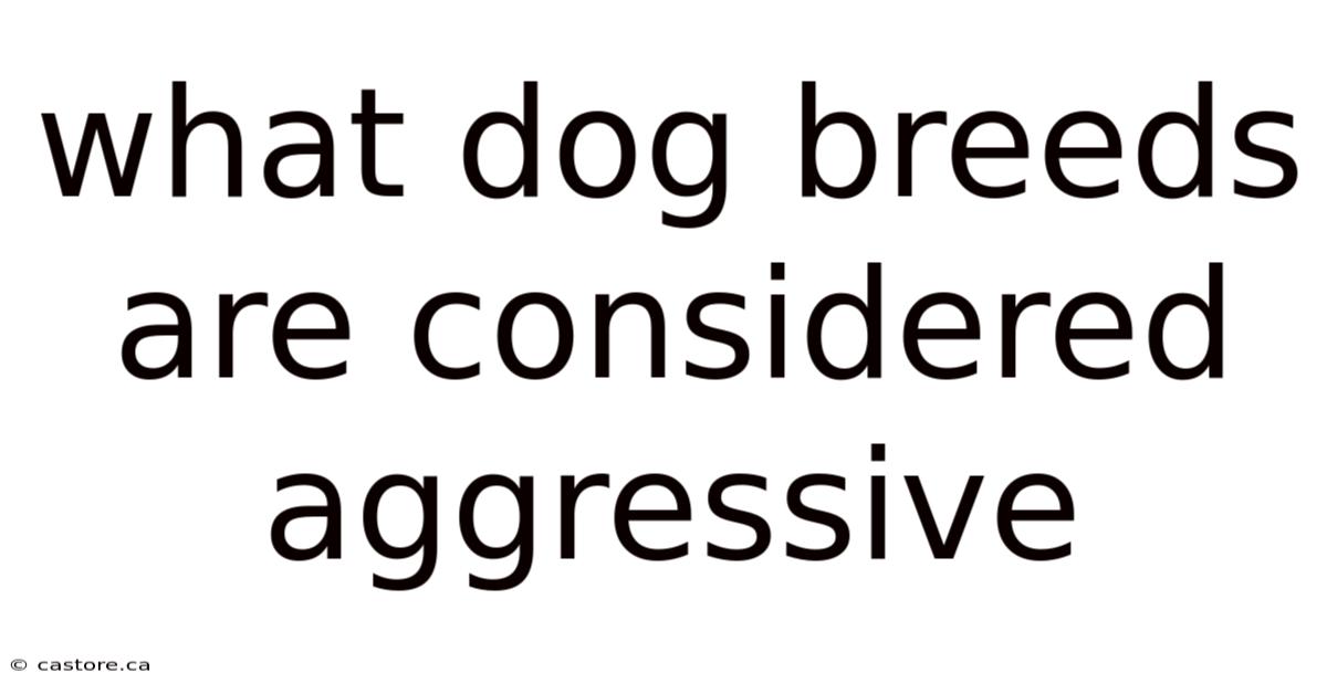 What Dog Breeds Are Considered Aggressive