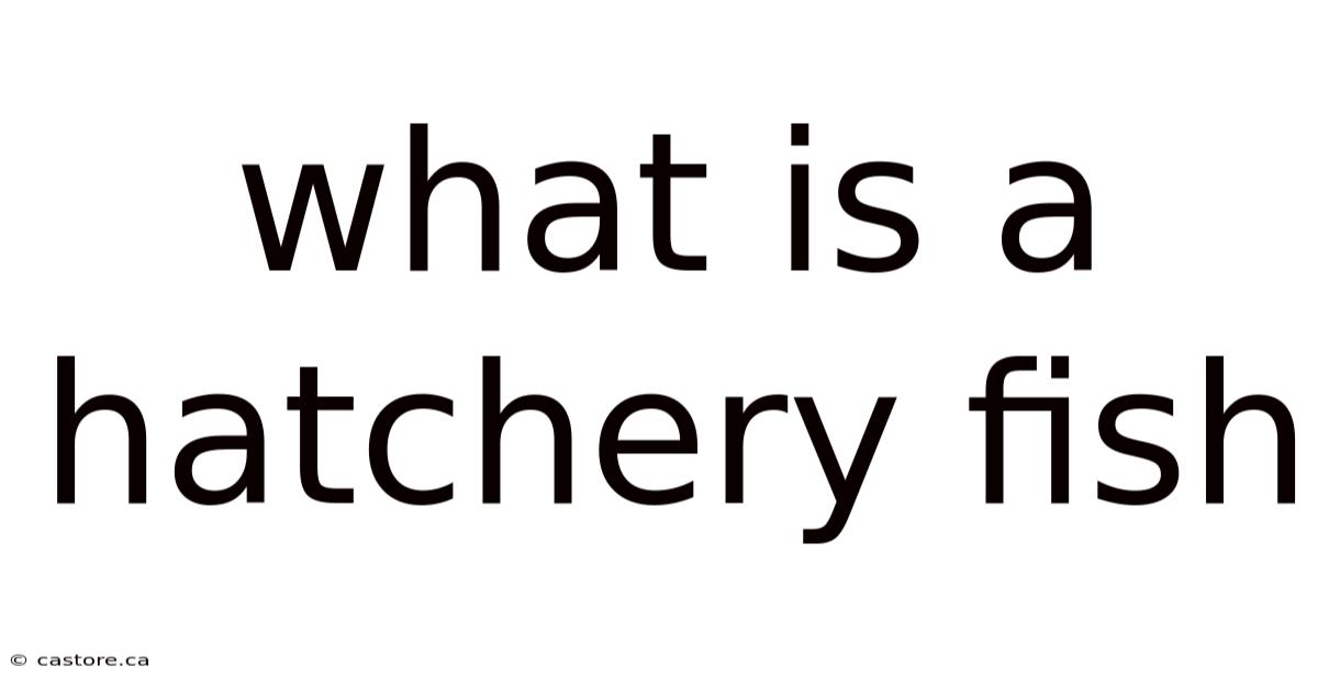 What Is A Hatchery Fish