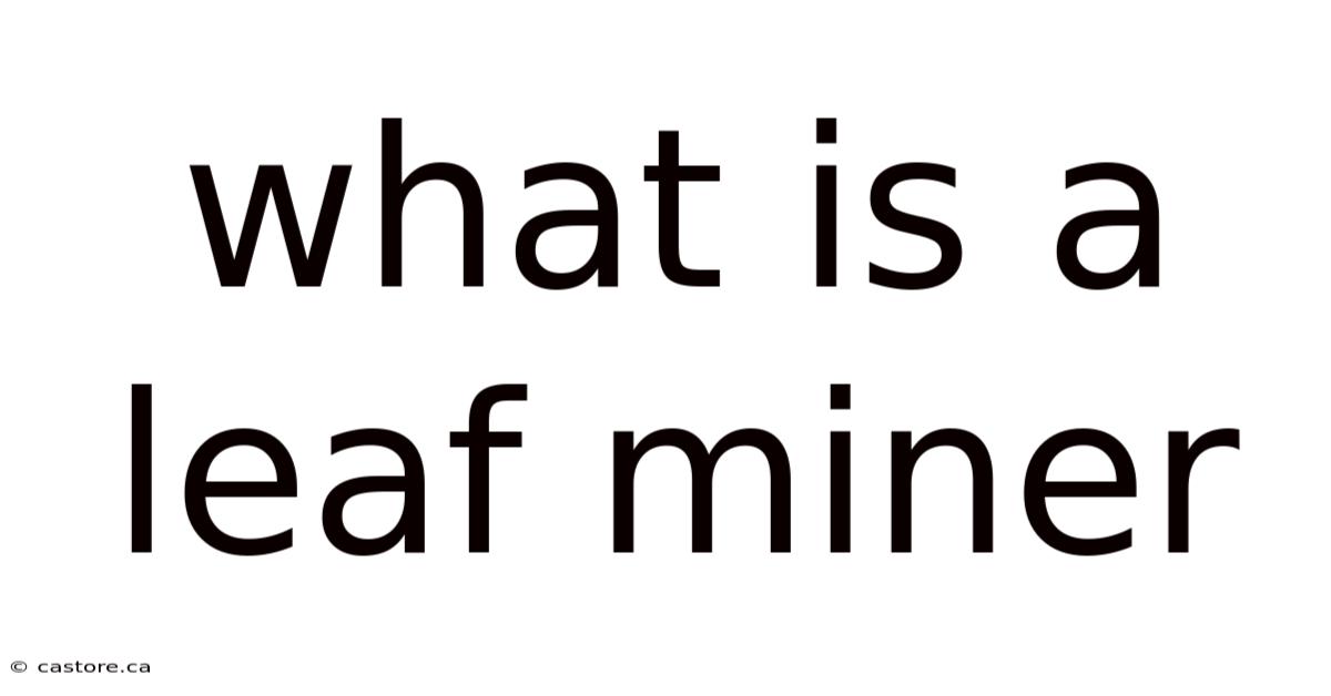 What Is A Leaf Miner