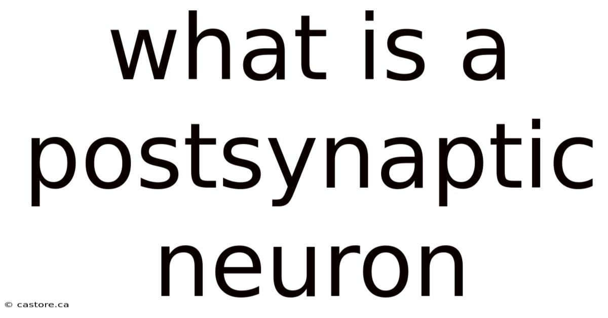 What Is A Postsynaptic Neuron