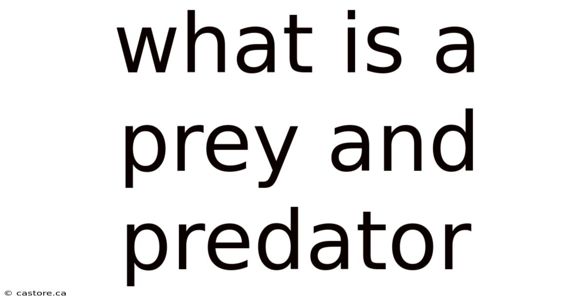 What Is A Prey And Predator