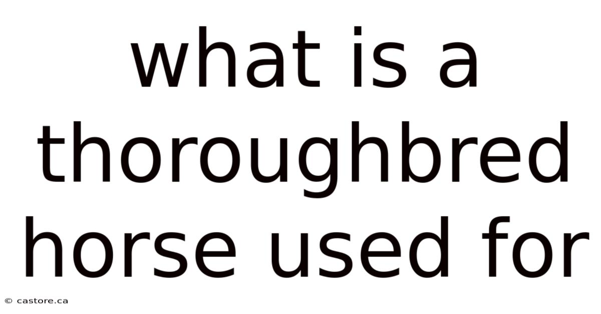 What Is A Thoroughbred Horse Used For