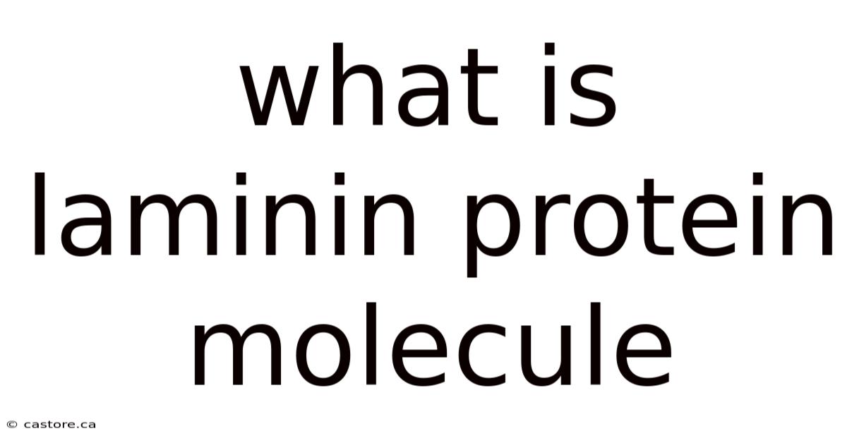 What Is Laminin Protein Molecule