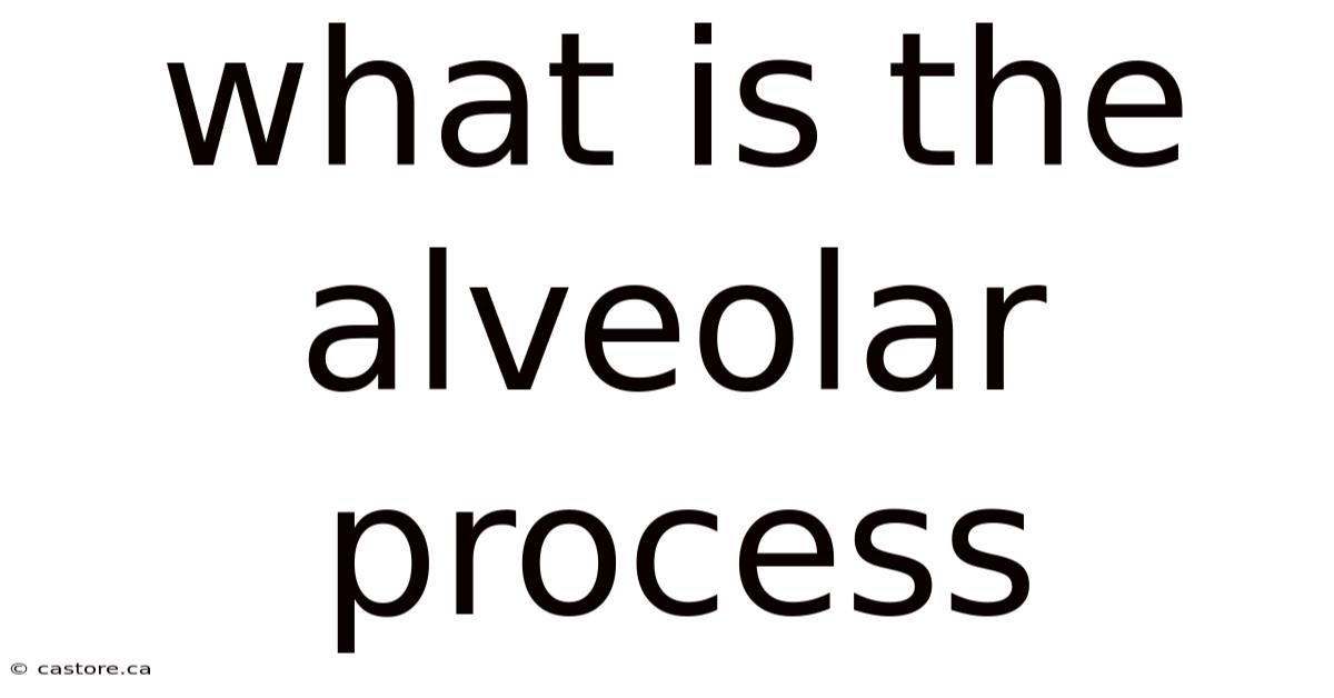 What Is The Alveolar Process