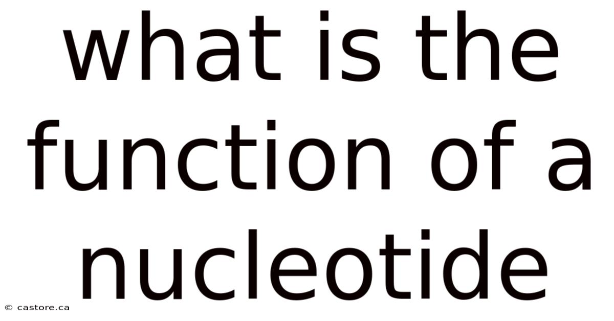 What Is The Function Of A Nucleotide