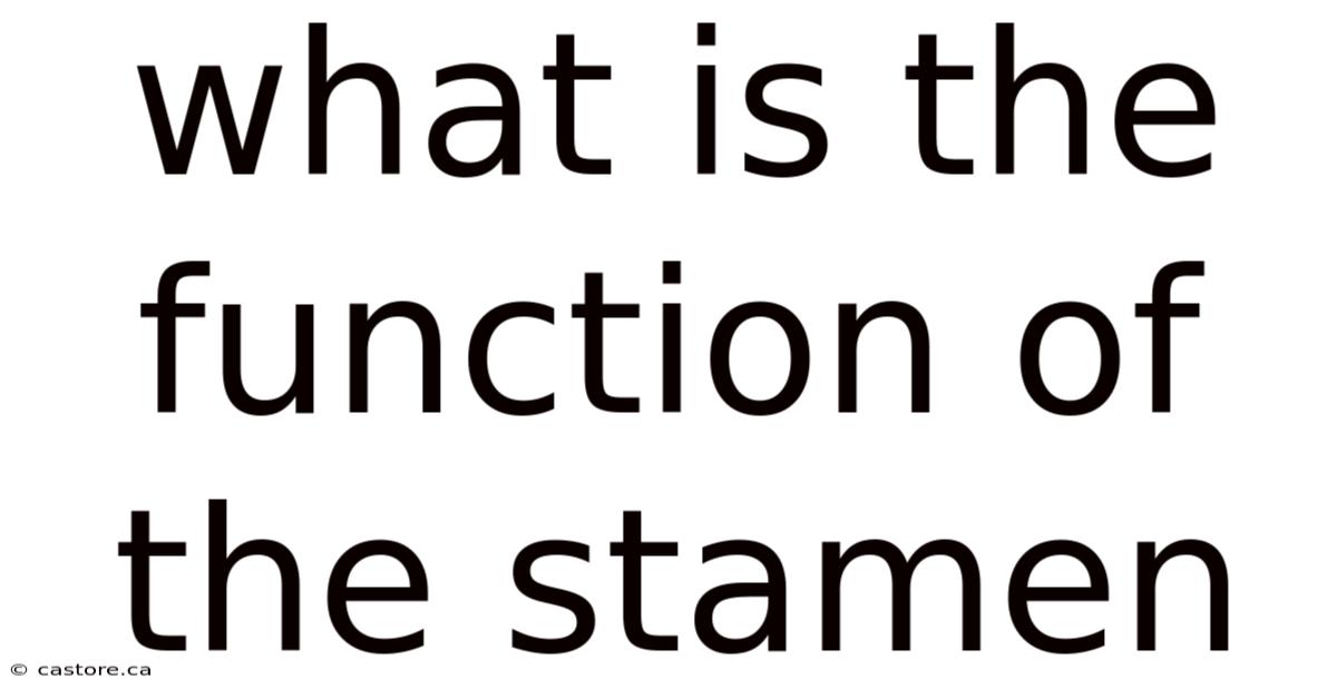 What Is The Function Of The Stamen