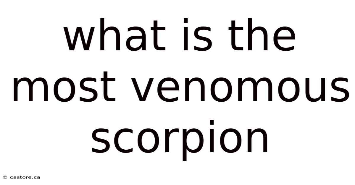 What Is The Most Venomous Scorpion