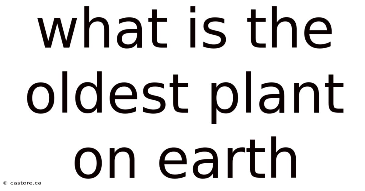 What Is The Oldest Plant On Earth
