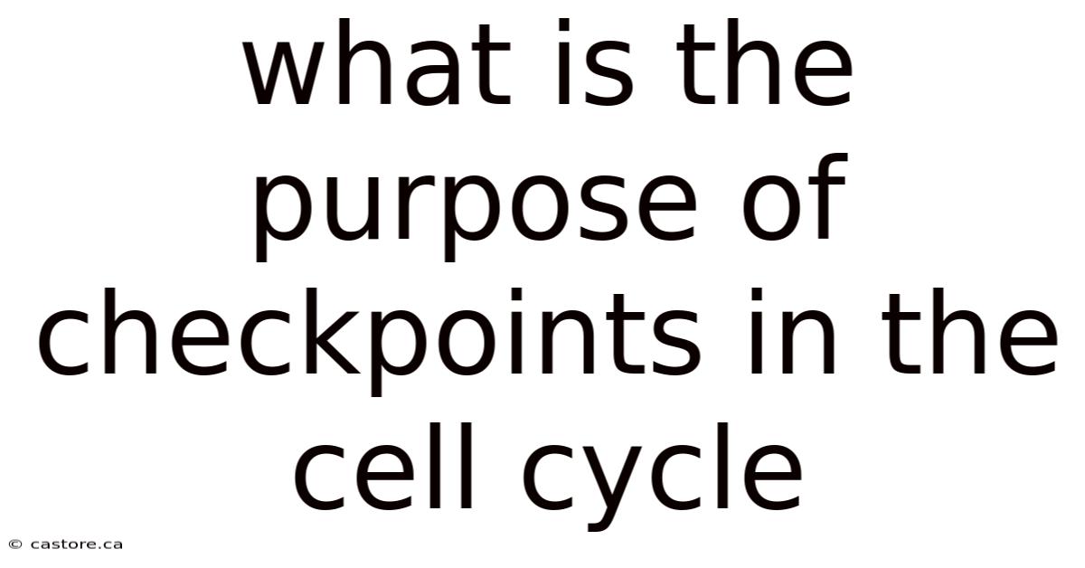 What Is The Purpose Of Checkpoints In The Cell Cycle
