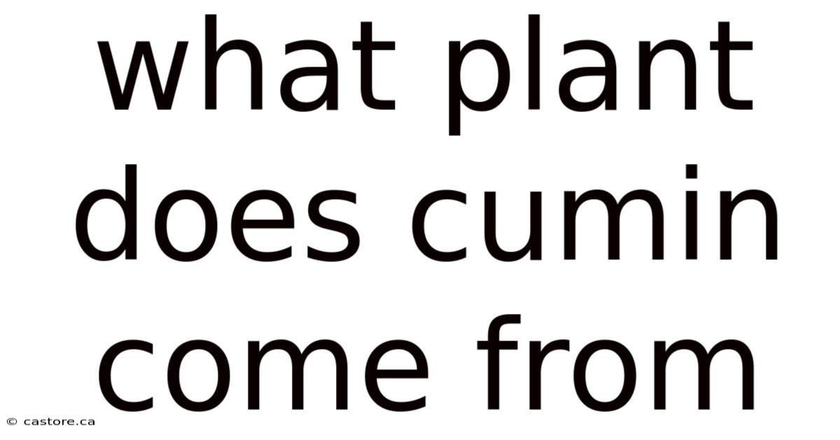 What Plant Does Cumin Come From