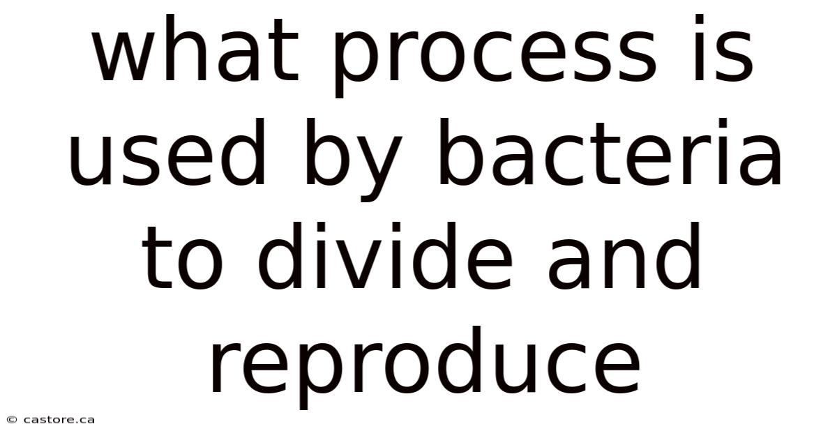 What Process Is Used By Bacteria To Divide And Reproduce