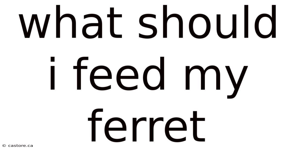 What Should I Feed My Ferret