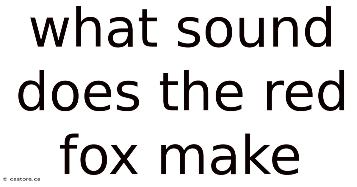 What Sound Does The Red Fox Make