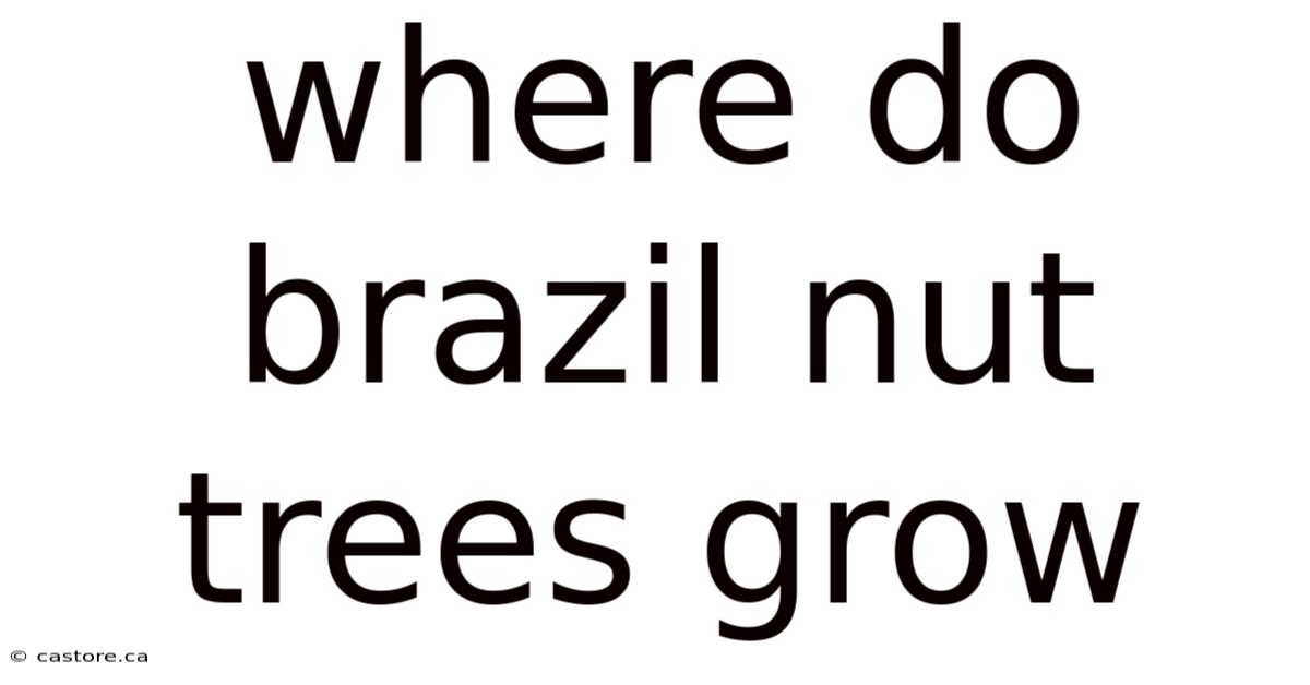 Where Do Brazil Nut Trees Grow