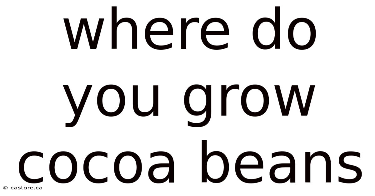 Where Do You Grow Cocoa Beans