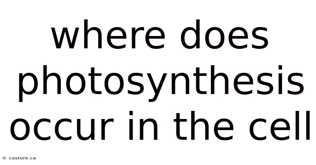Where Does Photosynthesis Occur In The Cell