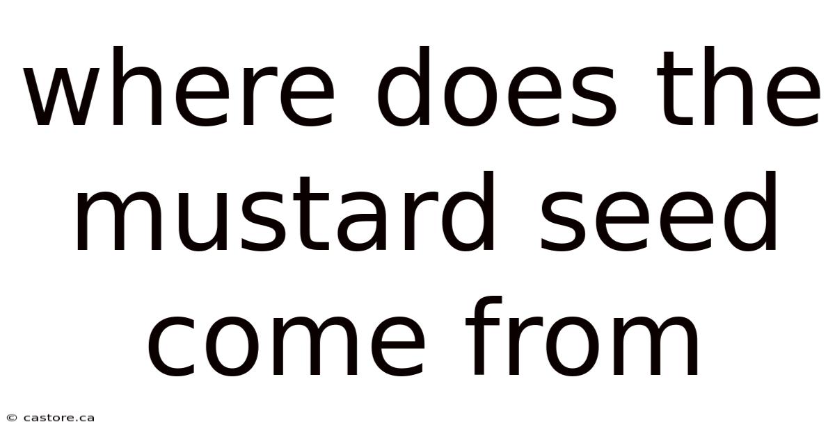 Where Does The Mustard Seed Come From