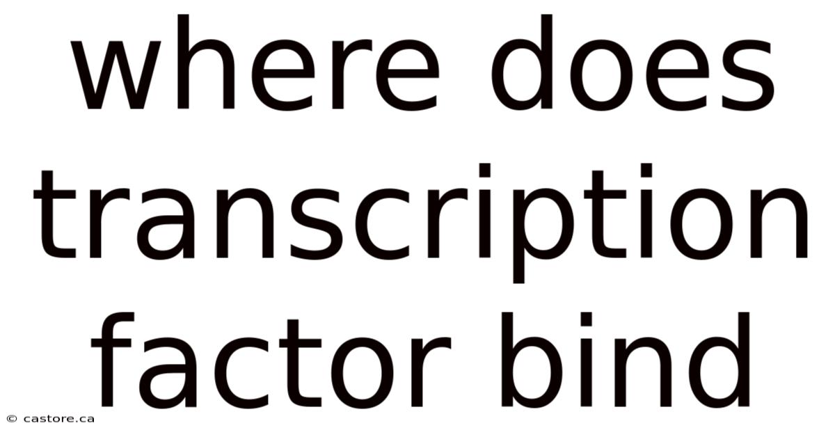 Where Does Transcription Factor Bind