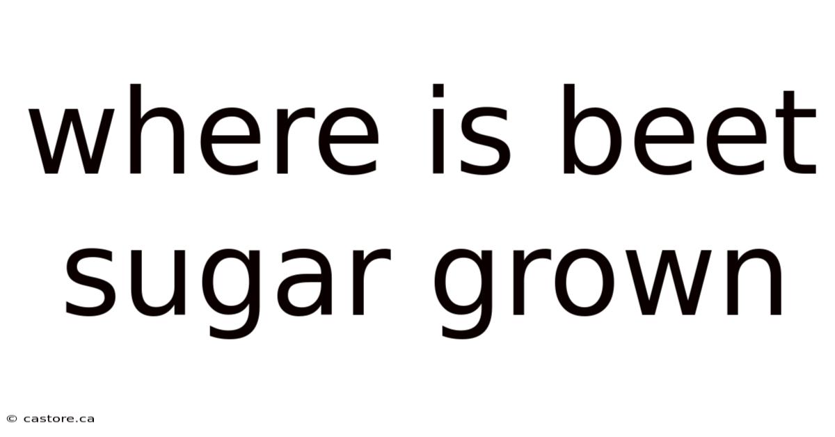 Where Is Beet Sugar Grown