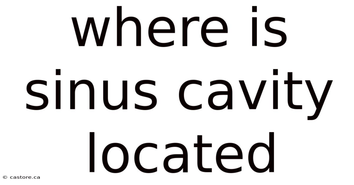 Where Is Sinus Cavity Located