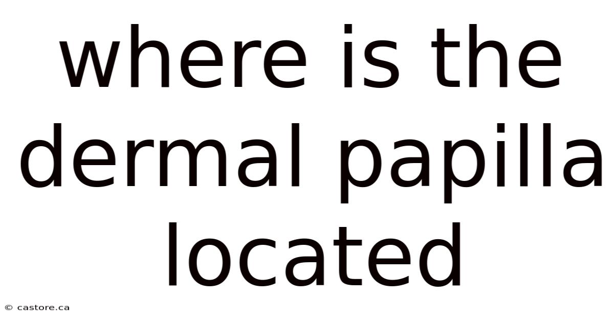 Where Is The Dermal Papilla Located