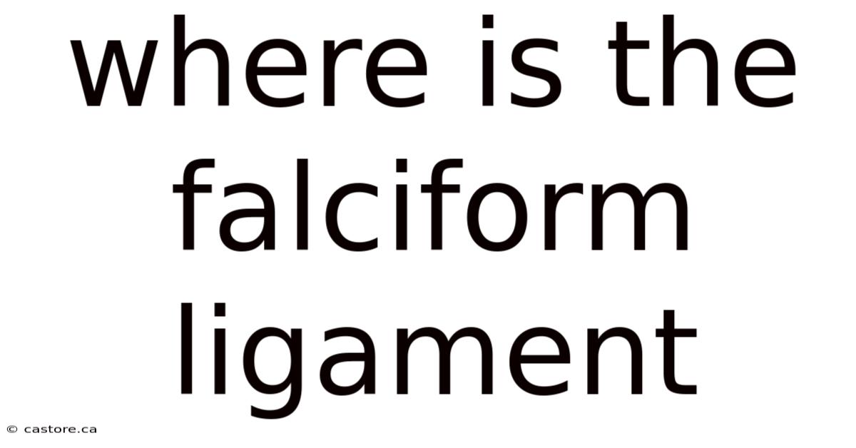 Where Is The Falciform Ligament