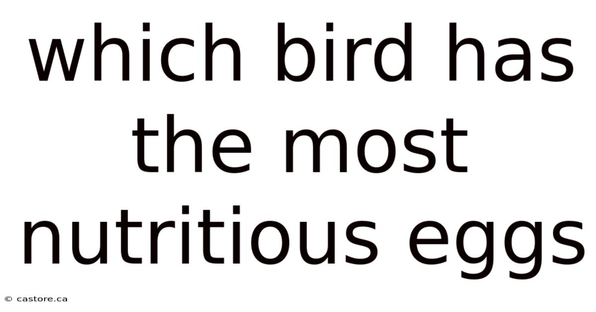 Which Bird Has The Most Nutritious Eggs