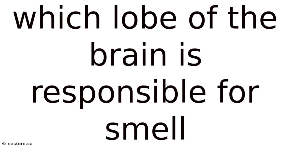 Which Lobe Of The Brain Is Responsible For Smell
