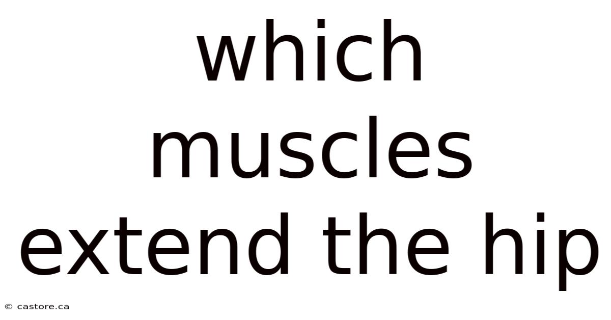 Which Muscles Extend The Hip