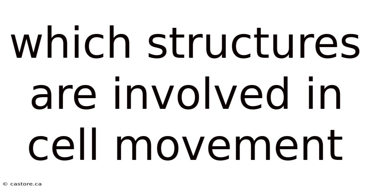 Which Structures Are Involved In Cell Movement