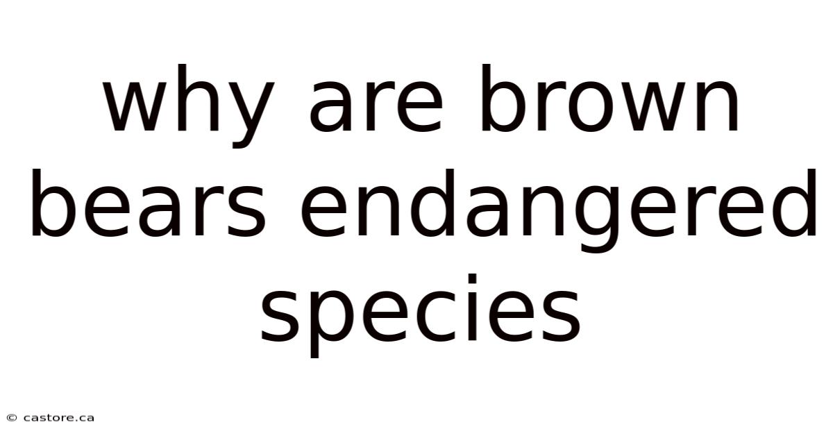 Why Are Brown Bears Endangered Species